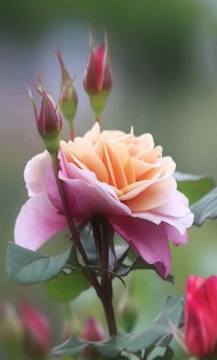 Andrea Gehrke tweet media