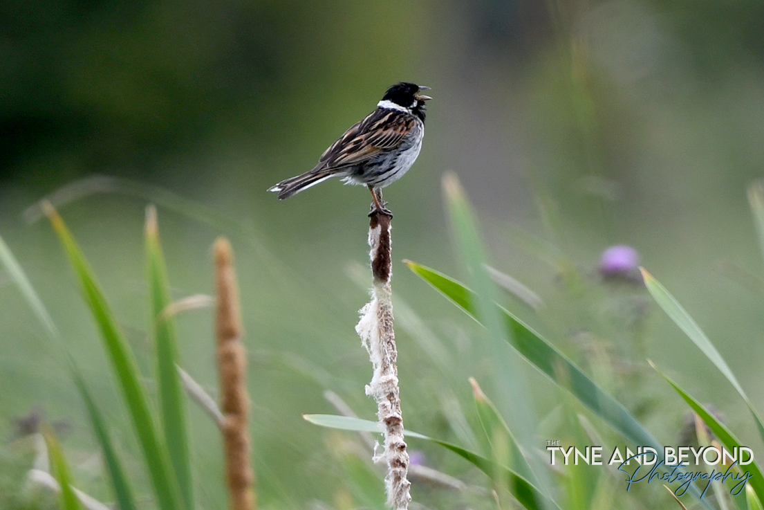 singing Reed Bunting #birdphotography #reedbunting #nikonphotography
