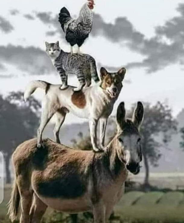 Imran Riaz Khan tweet media