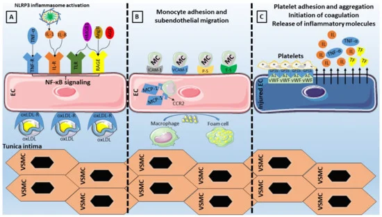 Biomed_MDPI's tweet photo. 👀𝑹𝒆𝒗𝒊𝒆𝒘 𝒐𝒇 𝒕𝒉𝒆 𝒅𝒂𝒚📖
Inflammatory Mechanisms Contributing to Endothelial Dysfunction https://t.co/atlsJ1yl5Z #mdpibiomedicines via @Biomed_MDPI 
#endothelial #inflammation https://t.co/8s6VtWa8rj