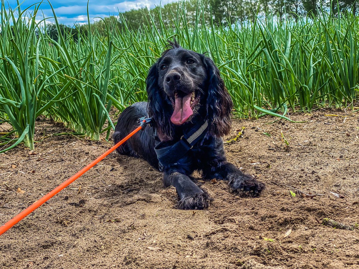 Invasive Species Detection Dogs can be trained to search for invasive species of plants, mammals, insects, reptiles, and even fish. This allows experts to remove the invasive species in order to protect native  habitats #invasiveplant @DogsScent #conservationdogs #k9