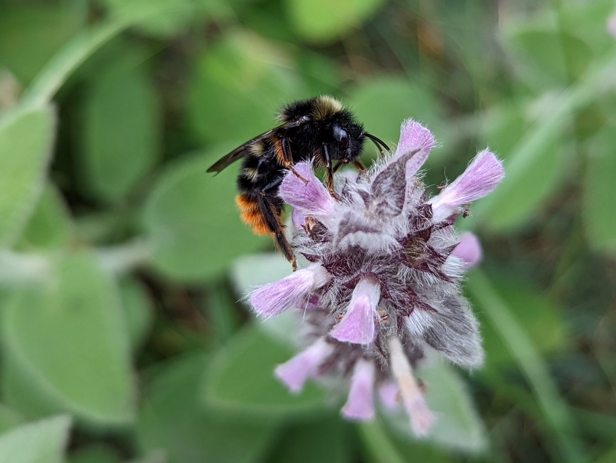 ItalyOFC (@ofc_italy) on Twitter photo Look at this stunning bumble bee ๐๐ presumably a species of red-tailed bee? #italyofc <a href="/UoLLifeSciences/">Lincoln School of Natural Sciences</a> <a href="/EvolEcoLincoln/">Evolution and Ecology Lincoln</a> Look at this stunning bumble bee ๐๐ presumably a species of red-tailed bee? #italyofc <a href="/UoLLifeSciences/">Lincoln School of Natural Sciences</a> <a href="/EvolEcoLincoln/">Evolution and Ecology Lincoln</a>