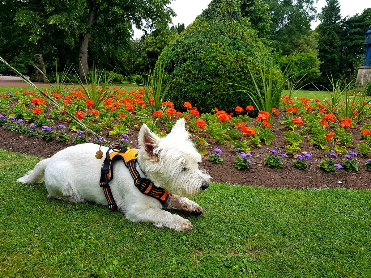 Bluemoon_Chris's tweet photo. Radley checking the flower beds #westiesofwestpark @wolvesparkies https://t.co/FlamXyekh7