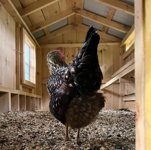 MeyerHatchery's tweet photo. Happy Fluffy Butt Friday!

📸: @crazychickenladysam

#reshare #customerphoto #fluffybuttfriday #fluffybutt #chickens #backyardchickens #chickensofinstagram #freerangechickens #repost #meyerhatchery https://t.co/sI1L5OzMte