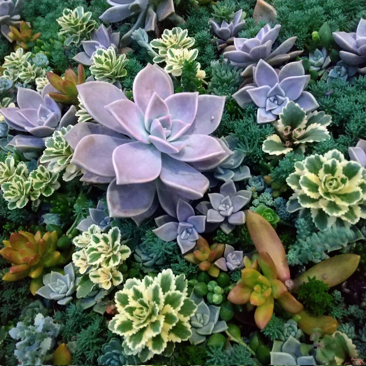 ysklol3's tweet photo. 輸入苗 販売中
https://t.co/niNJ1WpmtN

#8453多肉 #Succulents #Plants #多肉植物 #寄せ植え #韓国苗 #エケベリア #ハオルチア #グラプトペタルム #グラプトベリア #パキフィツム #塊根植物 #ケープバルブ #珍奇植物 #グリーノビア #輸入苗 #通販 #販売 https://t.co/1ZUDElOkh2