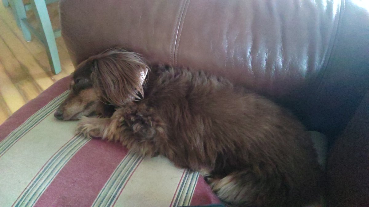 ShiftForward2's tweet image. Today is one of the best in-office days--unless your dog just lays around like this lazy canine coworker. Show me your furry cube-mate! #takeyourdogtoworkday