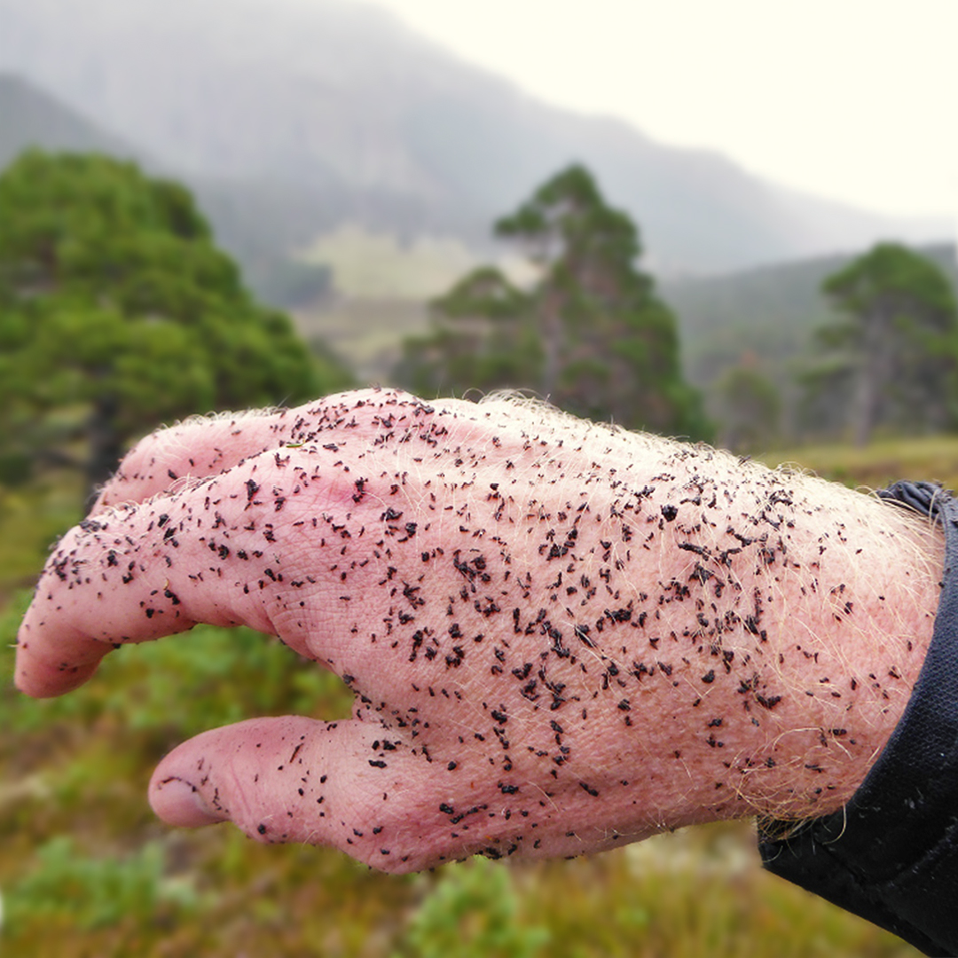 National Trust for Scotland tweet media
