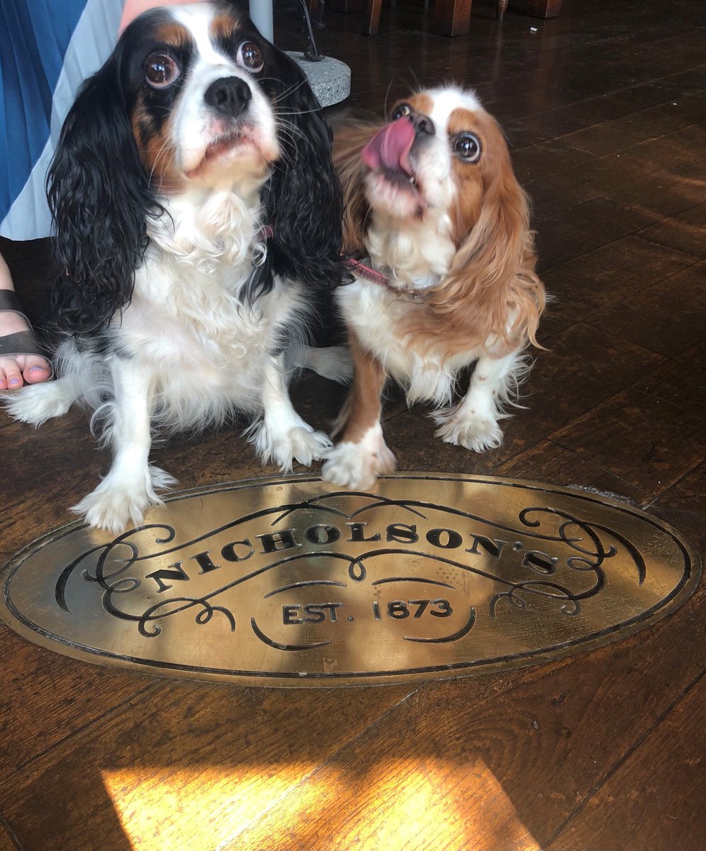 MBcareers's tweet photo. Look at all these good boys and girls in some of our pubs🥺🐶 https://t.co/4yrAEKwNi8