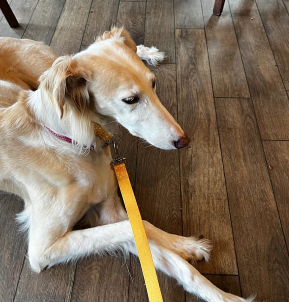 Look at all these good boys and girls in some of our pubs🥺🐶