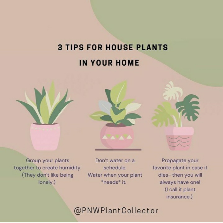 Plant care tips for your home. 💚🌿
#plantcaretips #houseplants #planthobby