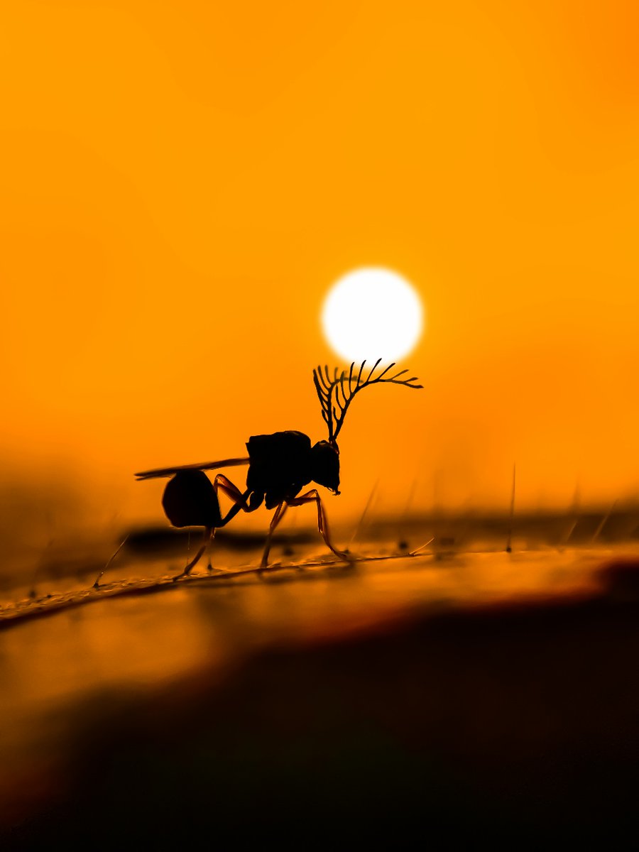 Unveil the mystery behind the world's beauty with #HUAWEInova5T. Shadows &amp; silhouettes dance with exquisite clarity and high-res vibrancy to relay a story of wonder.

📷: Wonder_girl_photography