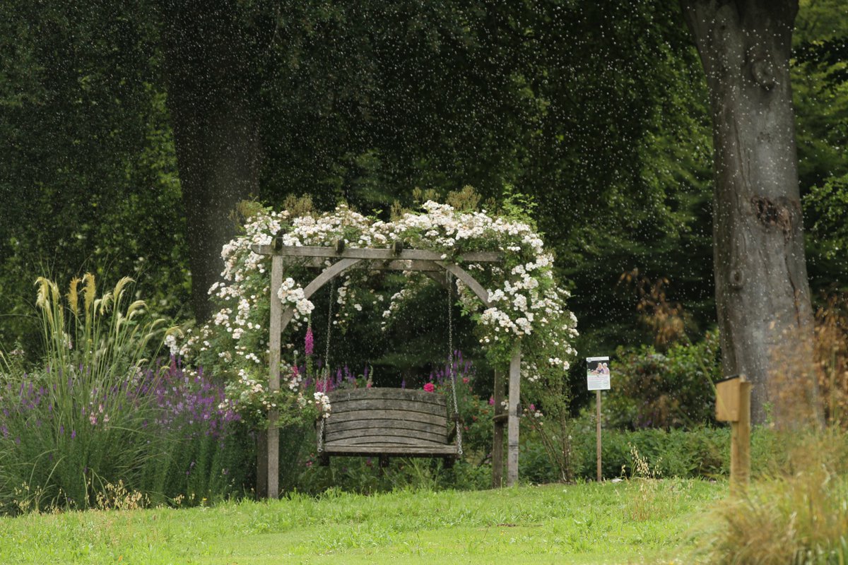 We are so glad for the showers this morning, although they lasted just a few minutes.

Roses belting out oodles of perfume on the <a href="/SitSpiritually/">Sitting Spiritually</a> swing seat.