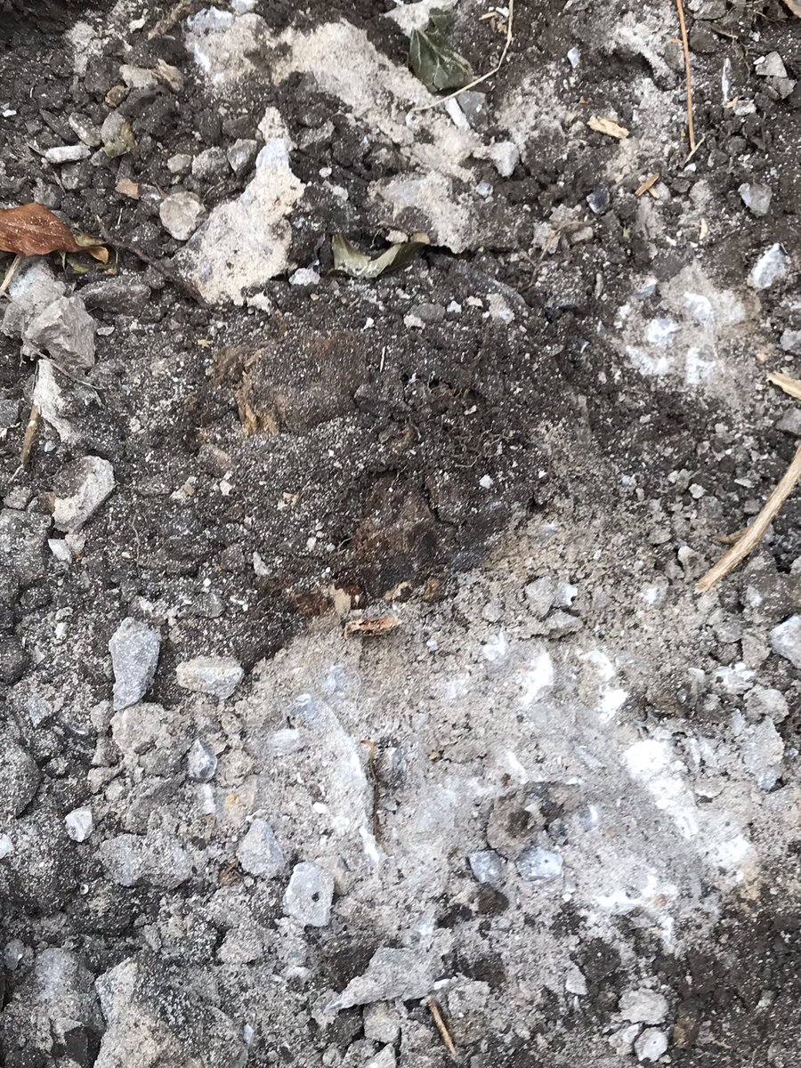 copperwormUK's tweet photo. The remnants of the old fence post surrounded by concrete #thisisgoingtobefun ……..not 🙄 https://t.co/K3ARzZC7mU