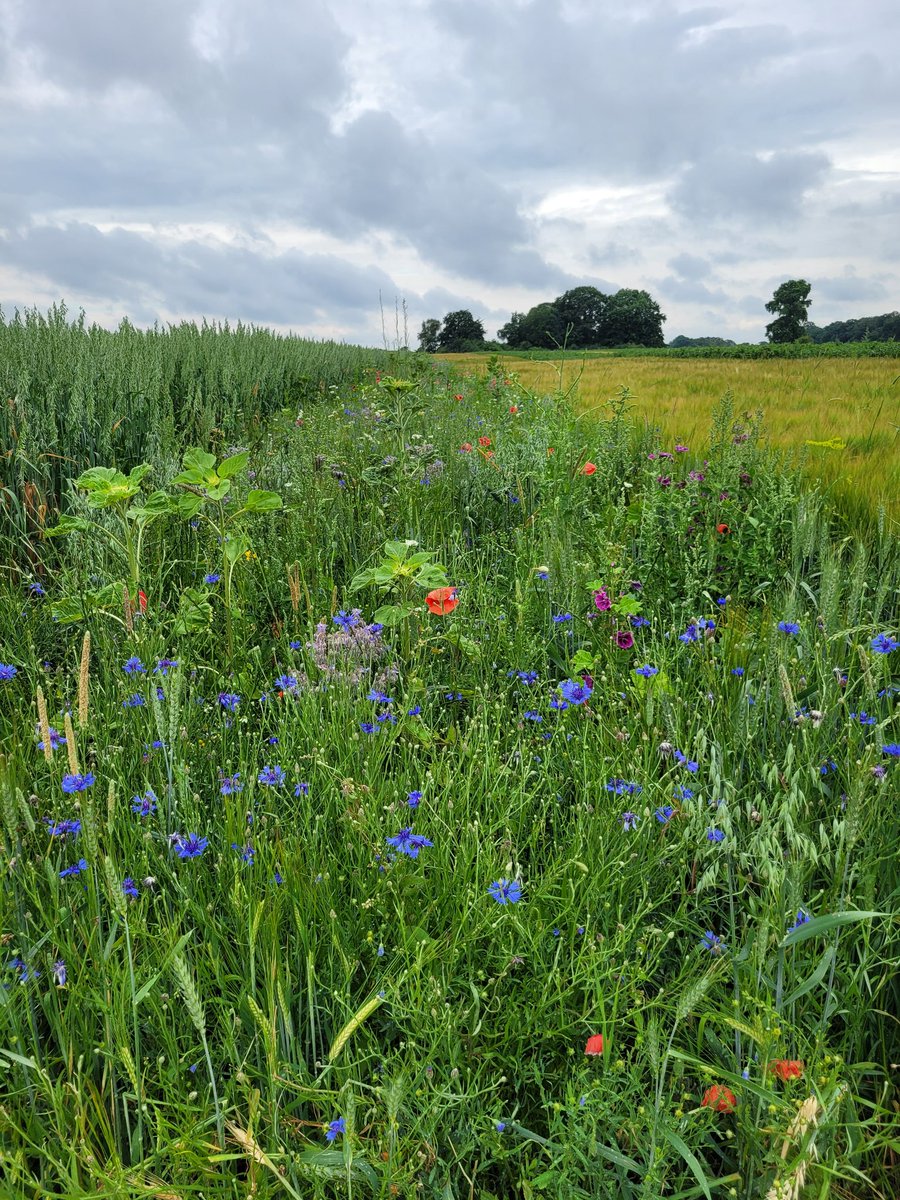 Strokenteelt op de Deldeneresch #haver #gerst #zonnebloem #lupine #veldboon #wildstrook #twickel #delden #strokenteelt 
zenderensees.nl