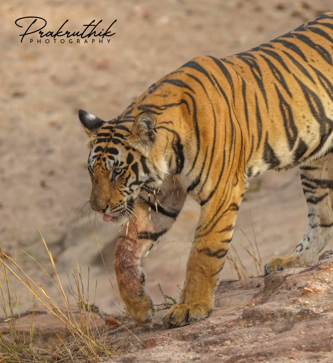 saiprakashav's tweet photo. Beautiful Predator of the Jungle hit by a Porcupine thorns in a fight. The Royal Tiger of Bandhavgarh..
Insta@prakruthikphotography
#saiprakashav #prakruthikphotography #prakruthik

@ntca_india @ParveenKaswan @GetMohanThomas @Jayanth_Sharma  @mptfs @BandhavgarhTig2 @WWF_tigers https://t.co/Pt93ysew40