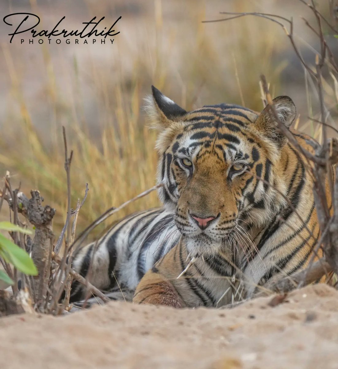 saiprakashav's tweet photo. Beautiful Predator of the Jungle hit by a Porcupine thorns in a fight. The Royal Tiger of Bandhavgarh..
Insta@prakruthikphotography
#saiprakashav #prakruthikphotography #prakruthik

@ntca_india @ParveenKaswan @GetMohanThomas @Jayanth_Sharma  @mptfs @BandhavgarhTig2 @WWF_tigers https://t.co/Pt93ysew40