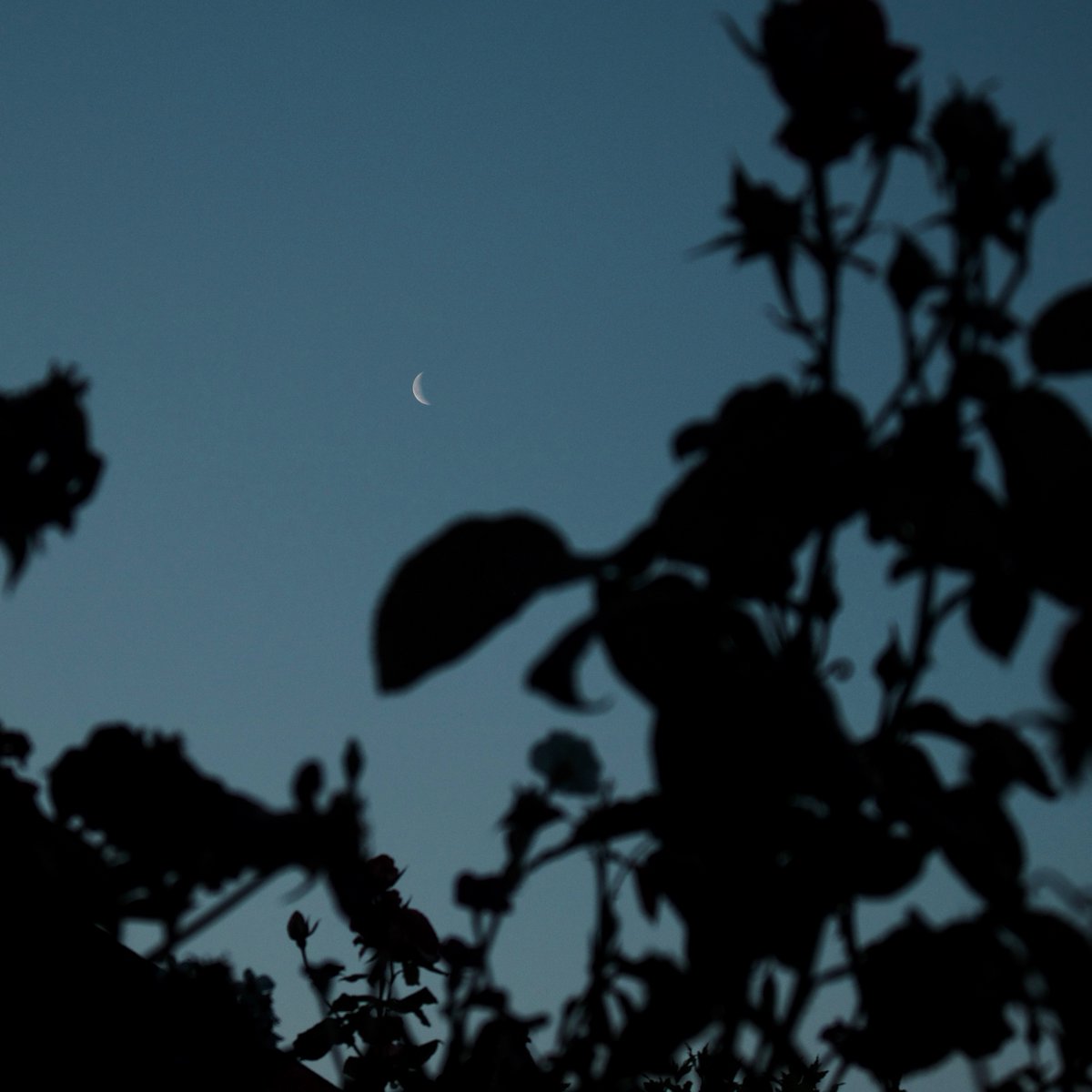 mrp4star's tweet photo. It's early dawn, before Sunrise. Just The Moon and I.
My moment in time. What could be more!..... https://t.co/iWIPWFESLV