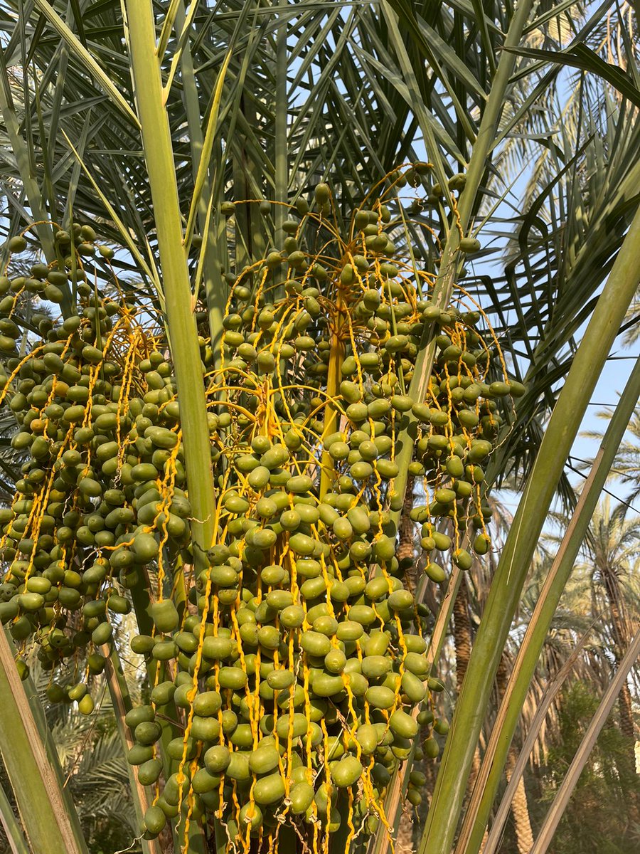 #تمور_الكامل_وسايه
كلها أيام و تسوي القهوة مع أجود أنواع التمور