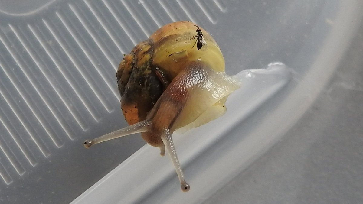 BFTWildlife's tweet photo. its #insectweek and here are some of beasties we found during our #BugHunt at #Darnick
@insectweek https://t.co/jqgN3ei2YF