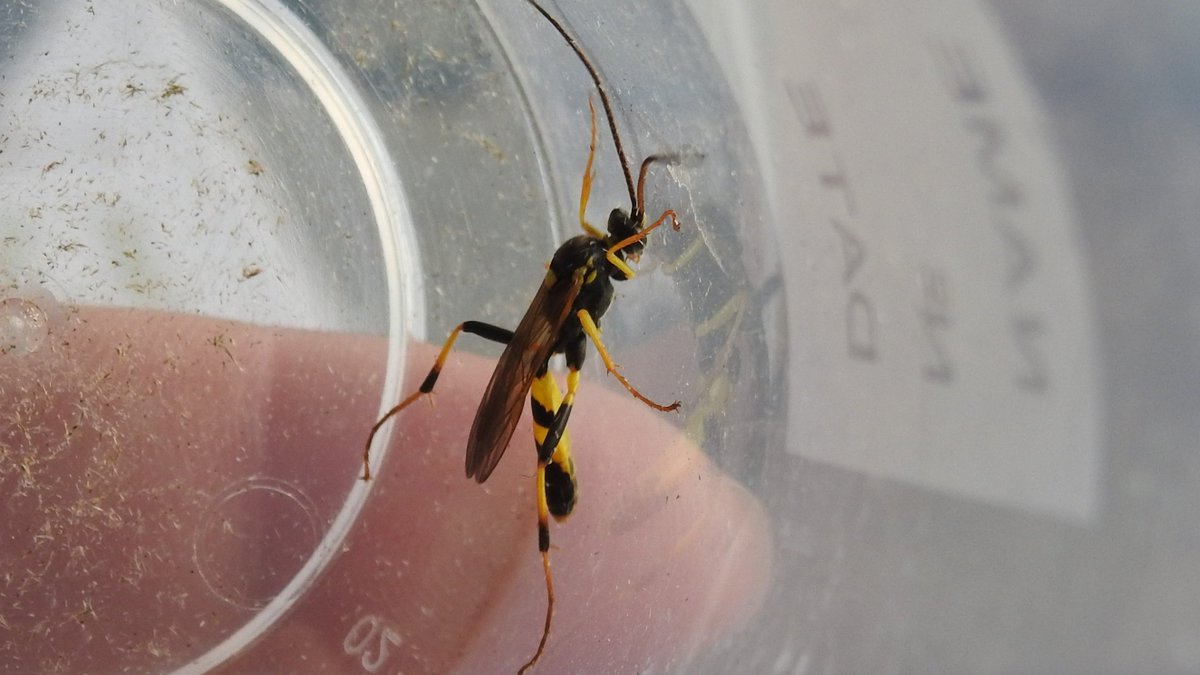 BFTWildlife's tweet photo. its #insectweek and here are some of beasties we found during our #BugHunt at #Darnick
@insectweek https://t.co/jqgN3ei2YF