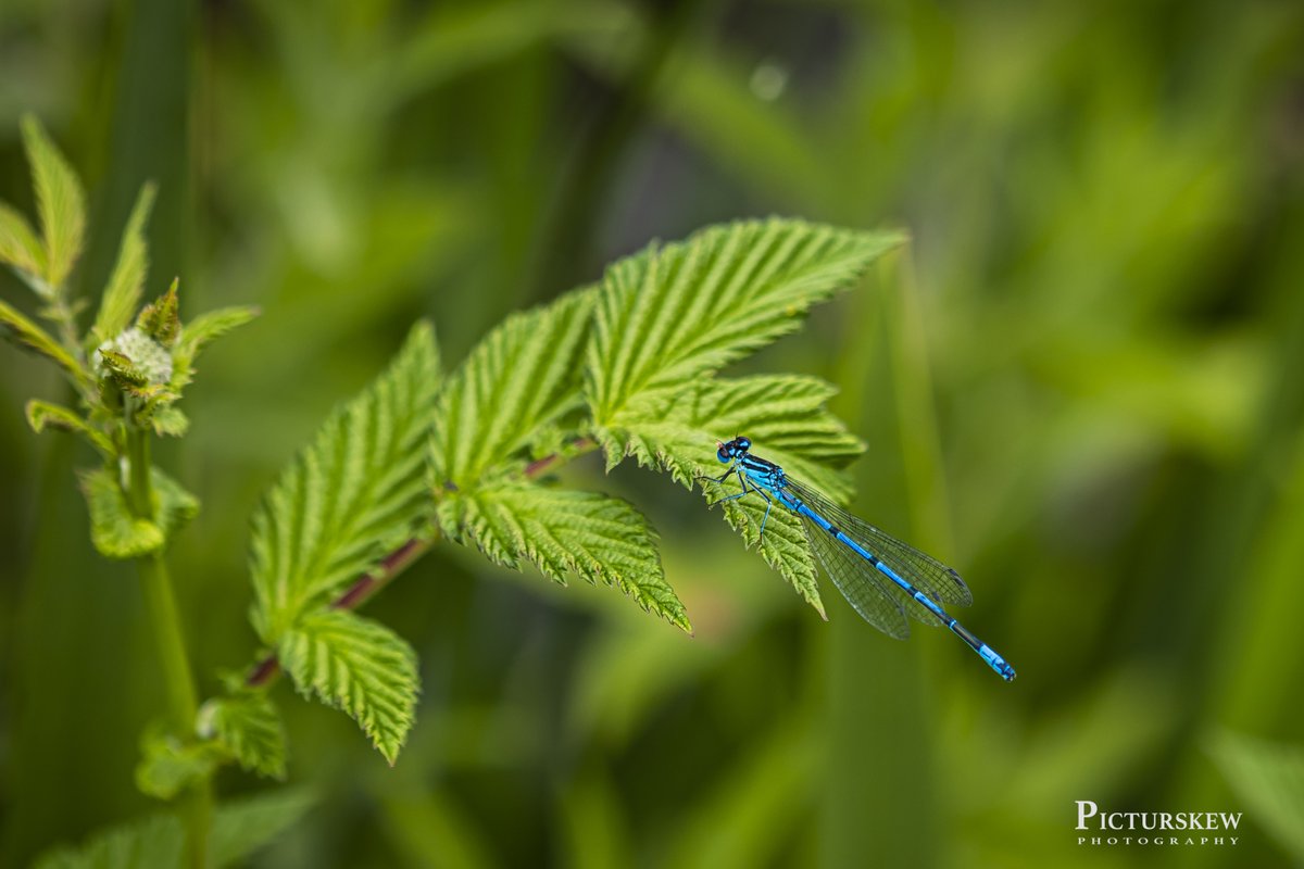 PicturskewPhoto's tweet image. #Flycatching #macrophotography #Closeup