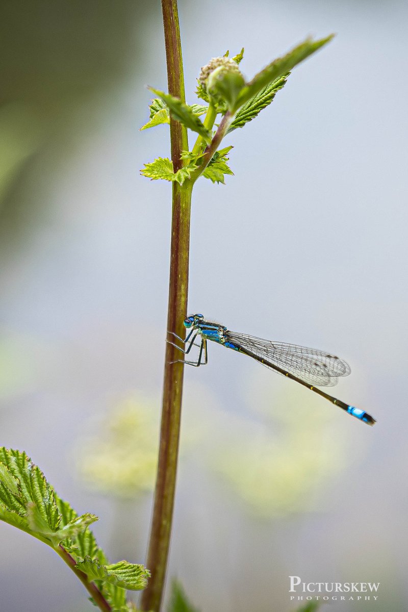 PicturskewPhoto's tweet image. #Flycatching #macrophotography #Closeup