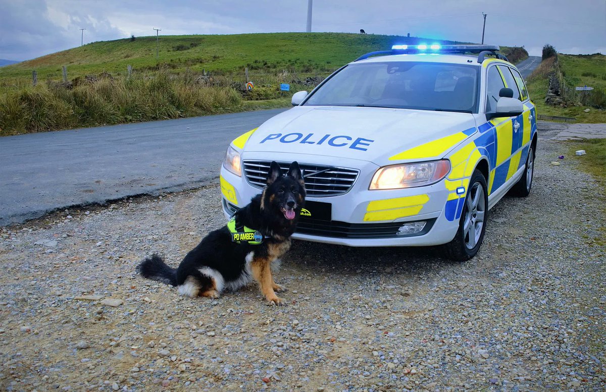 ActionMediaHire's tweet photo. Our beautiful Amber posing in her #PoliceDog uniform for #TakeYourDogToWorkDay @takeyourdog 
#ActionVehicle #TV #FilmProduction https://t.co/mbrew8ZdoQ