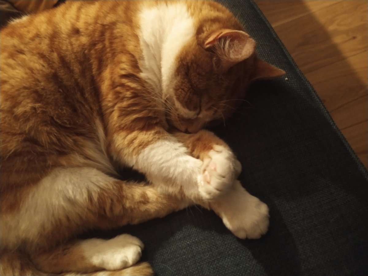 Cat just acting like this is a natural pose rather than one specifically calculated to make humans coo over him