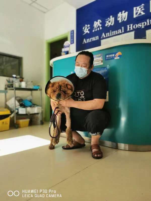 notodogmeat's tweet photo. #NoToDogMeat cowering at the back of the truck was a blind chow chow. We could not leave her behind. She was wearing a collar. She has severe pneumonia but we will do all we can for her. #EndYulinForever https://t.co/5XId9DkJg4