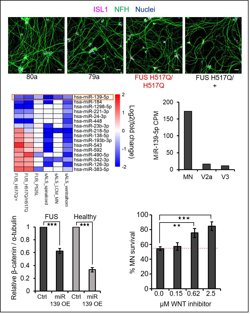Sophie hawkins (@sophie_hwks) on Twitter photo Excited to share my first first author paper, identifying upregulation of WNT signalling as a driver of motor neuron (MN) degeneration in #ALS (1/4)
Link: cell.com/stem-cell-repo…
<a href="/LSI_Exeter/">LSI Exeter</a> <a href="/BhingeLab/">Bhinge Lab🧠</a> <a href="/ExeterMed/">Exeter Med School</a> <a href="/stemcellreports/">StemCellReports</a> <a href="/MND_ALS/">Motor neuron disease</a> Excited to share my first first author paper, identifying upregulation of WNT signalling as a driver of motor neuron (MN) degeneration in #ALS (1/4)
Link: cell.com/stem-cell-repo…
<a href="/LSI_Exeter/">LSI Exeter</a> <a href="/BhingeLab/">Bhinge Lab🧠</a> <a href="/ExeterMed/">Exeter Med School</a> <a href="/stemcellreports/">StemCellReports</a> <a href="/MND_ALS/">Motor neuron disease</a>