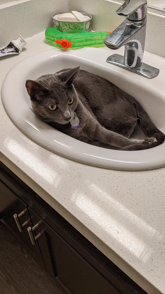 ArchangelDawn13's tweet photo. I has discovered the coolness of the sink during this hot season 
#CatsOfTwitter #cats #cat #catsinsinks https://t.co/QOO6JecDa5