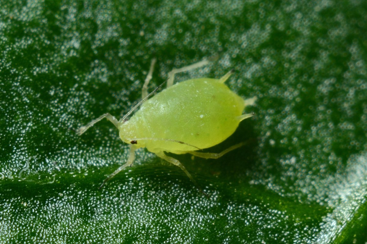 DevonLNP's tweet photo. Did you know...
Honeydew is a sugary fluid produced by many plant sucking insects like aphids
#InsectWeek2022
https://t.co/oHDwZm8NIf https://t.co/L2gL4eH4gb