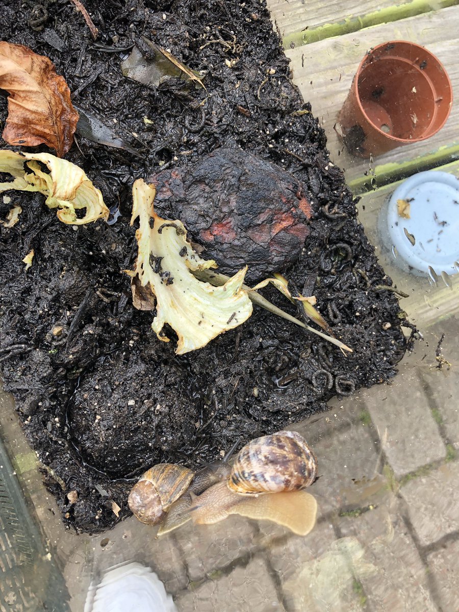 EmsleyMiss's tweet photo. 🐌 Class Snails 🐌 

P3/4 released their class snails today (George, Jim and Gerry) after the discovery of snail babies!! We felt it was best for the family to be back in the wild as our enclosure was only ever for 3 snails. We will miss having them in class 👋 https://t.co/u90rgTx6pj