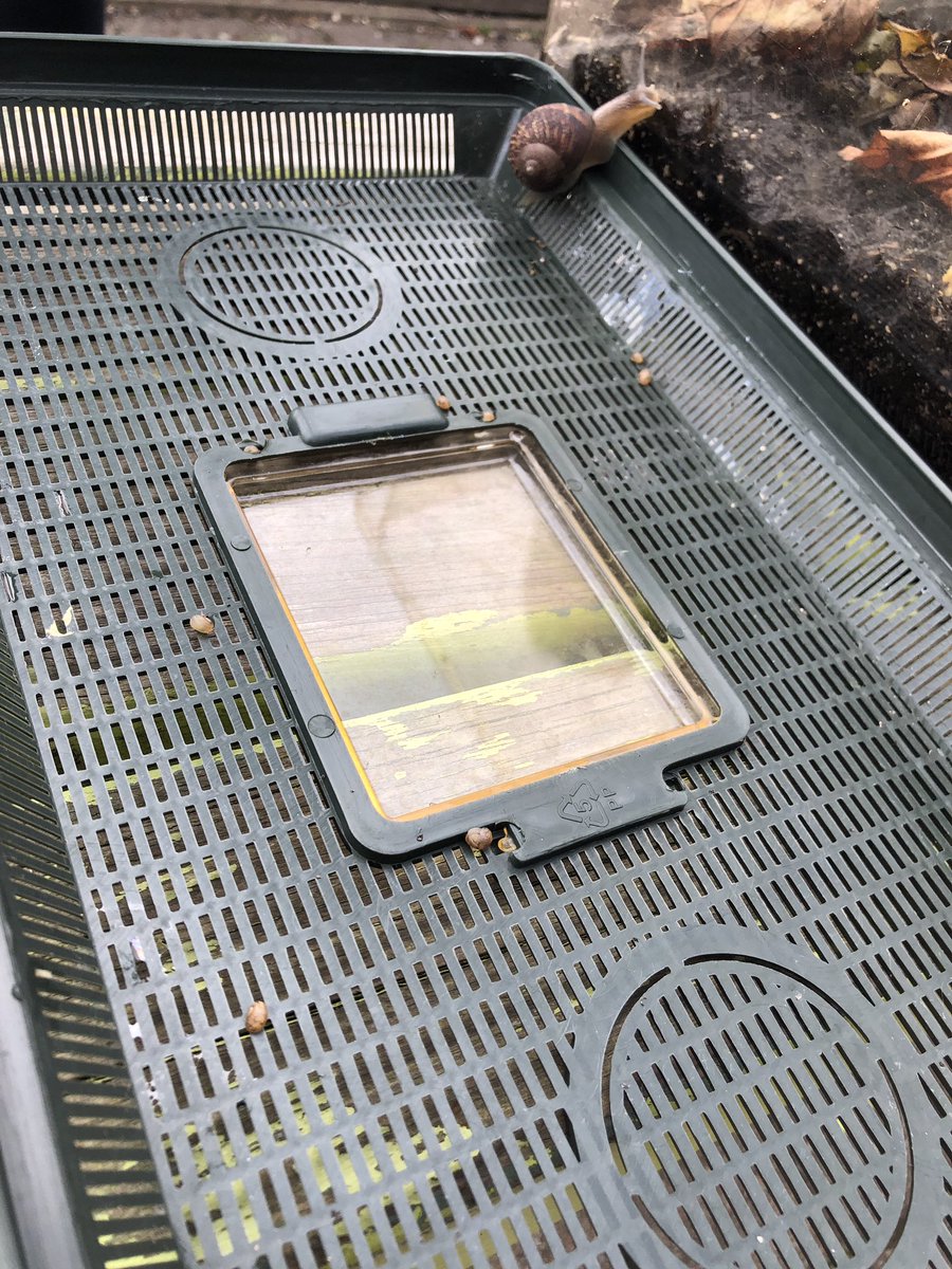 EmsleyMiss's tweet photo. 🐌 Class Snails 🐌 

P3/4 released their class snails today (George, Jim and Gerry) after the discovery of snail babies!! We felt it was best for the family to be back in the wild as our enclosure was only ever for 3 snails. We will miss having them in class 👋 https://t.co/u90rgTx6pj