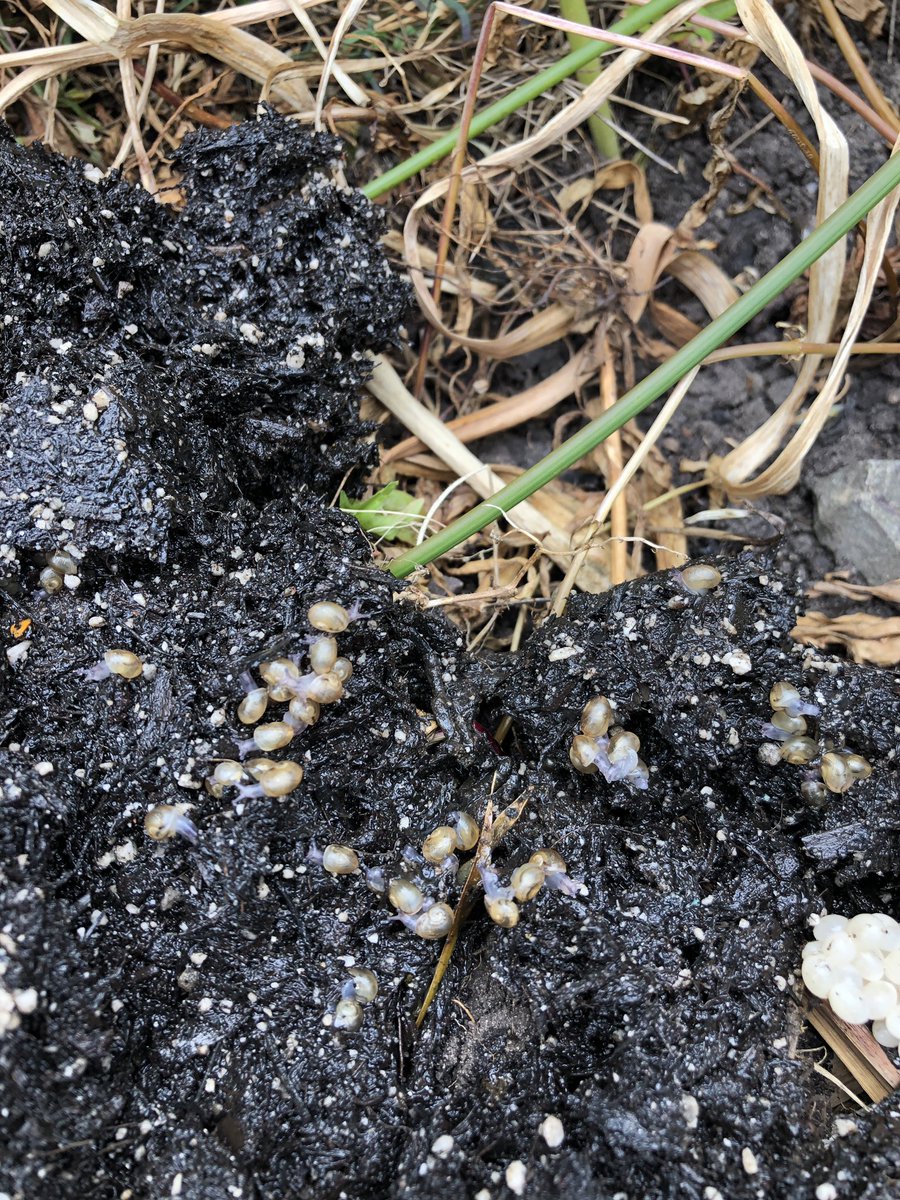 EmsleyMiss's tweet photo. 🐌 Class Snails 🐌 

P3/4 released their class snails today (George, Jim and Gerry) after the discovery of snail babies!! We felt it was best for the family to be back in the wild as our enclosure was only ever for 3 snails. We will miss having them in class 👋 https://t.co/u90rgTx6pj