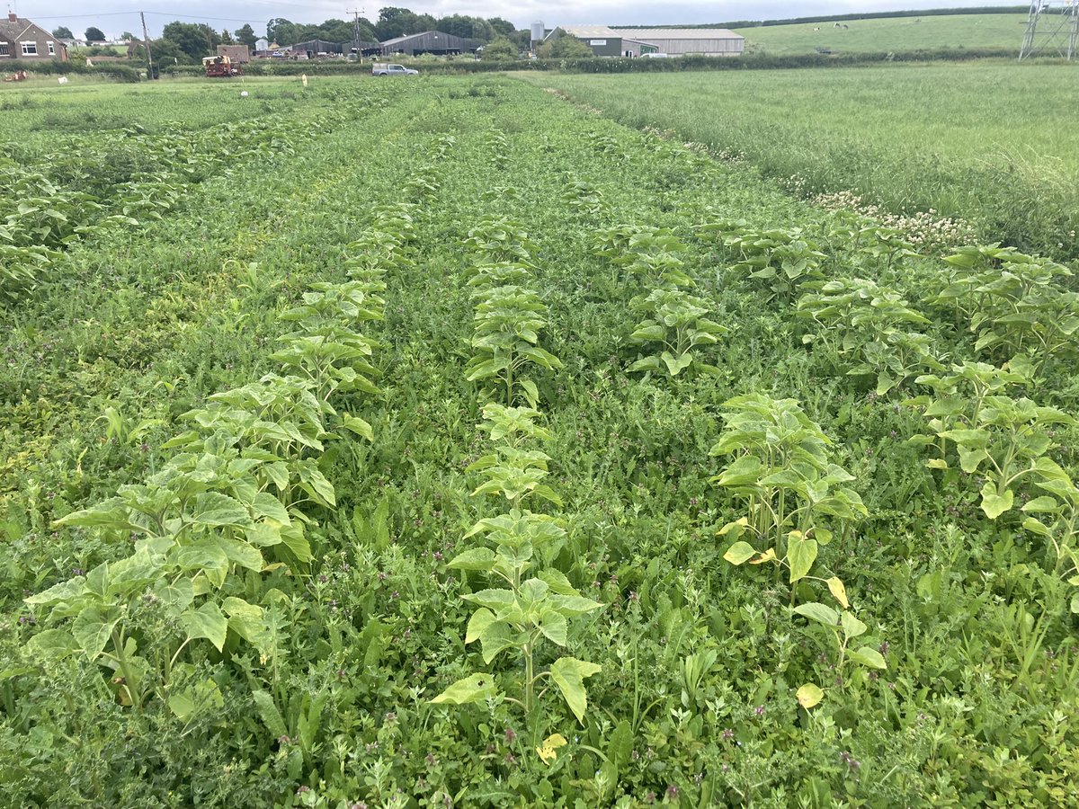In the interest of showing the bad not just the good!!Absolutely cracking living mulch crop (of weeds 🤦) on the sunflowers this year!! Glad it’s 1 acre not 100! #livingmulch #companioncropping #understory #regenag #nochemicals