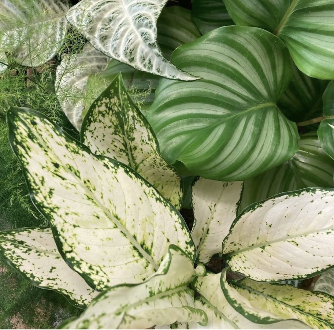 botanicyork's tweet photo. It's another #foliagefriday here at Botanic, and we're fully stocked with lovely leaves! 🪴🌿

Our extensive collection of stunning patterned plants perfect to bring a pop of colour to a dull room, and there's bound to be something for everyone! 💚 https://t.co/YotJ4rl4fb