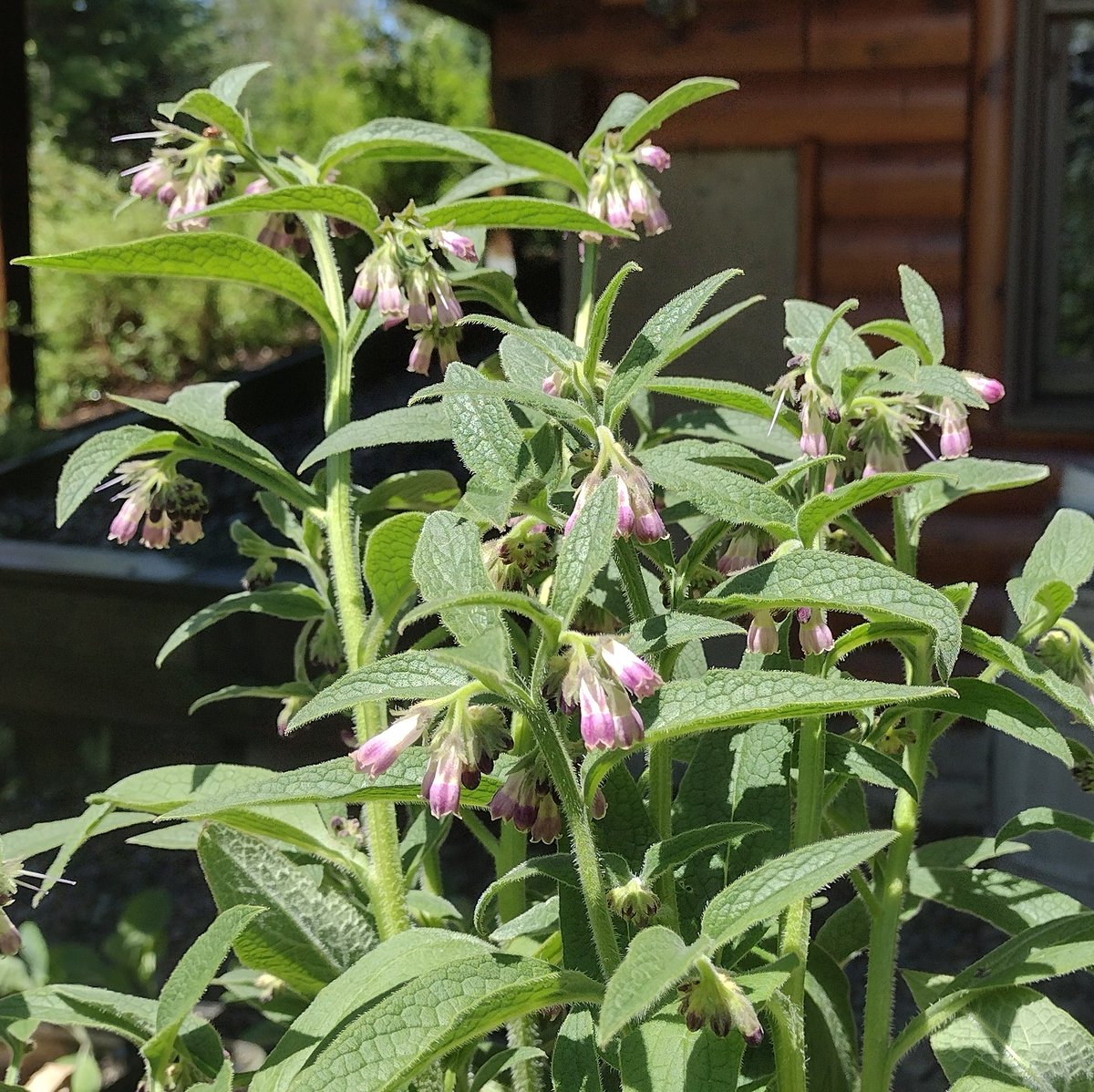 chrishallweaver's tweet image. Comfrey.