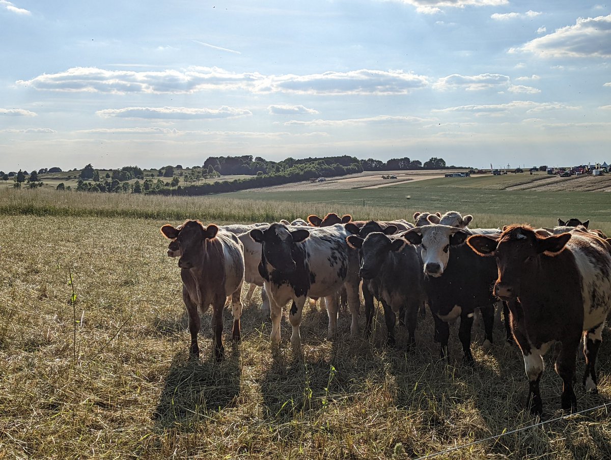 Dave Thomas tweet media