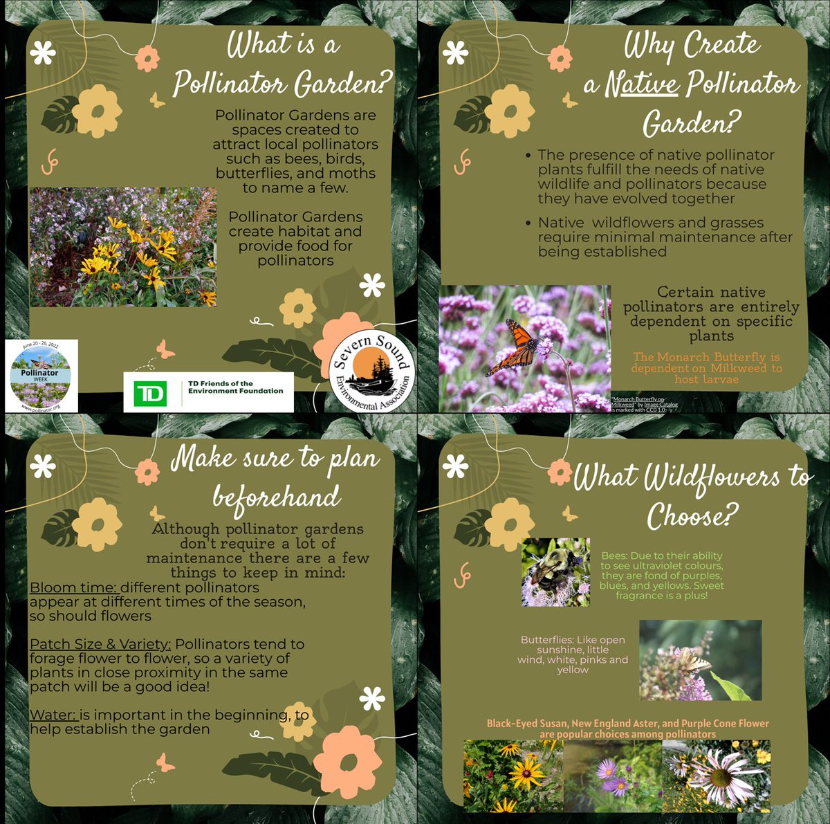 SSEA_SSRAP's tweet photo. Today we focus on #NativePlant #PollinatorGardens! The #SevernSound watershed area is home to unique #wildflowers, #grasses & #trees as well as #pollinators, and you can help attract them by choosing #nativespecies in your yard! #PollinatorWeek https://t.co/Oo08I0Pmax