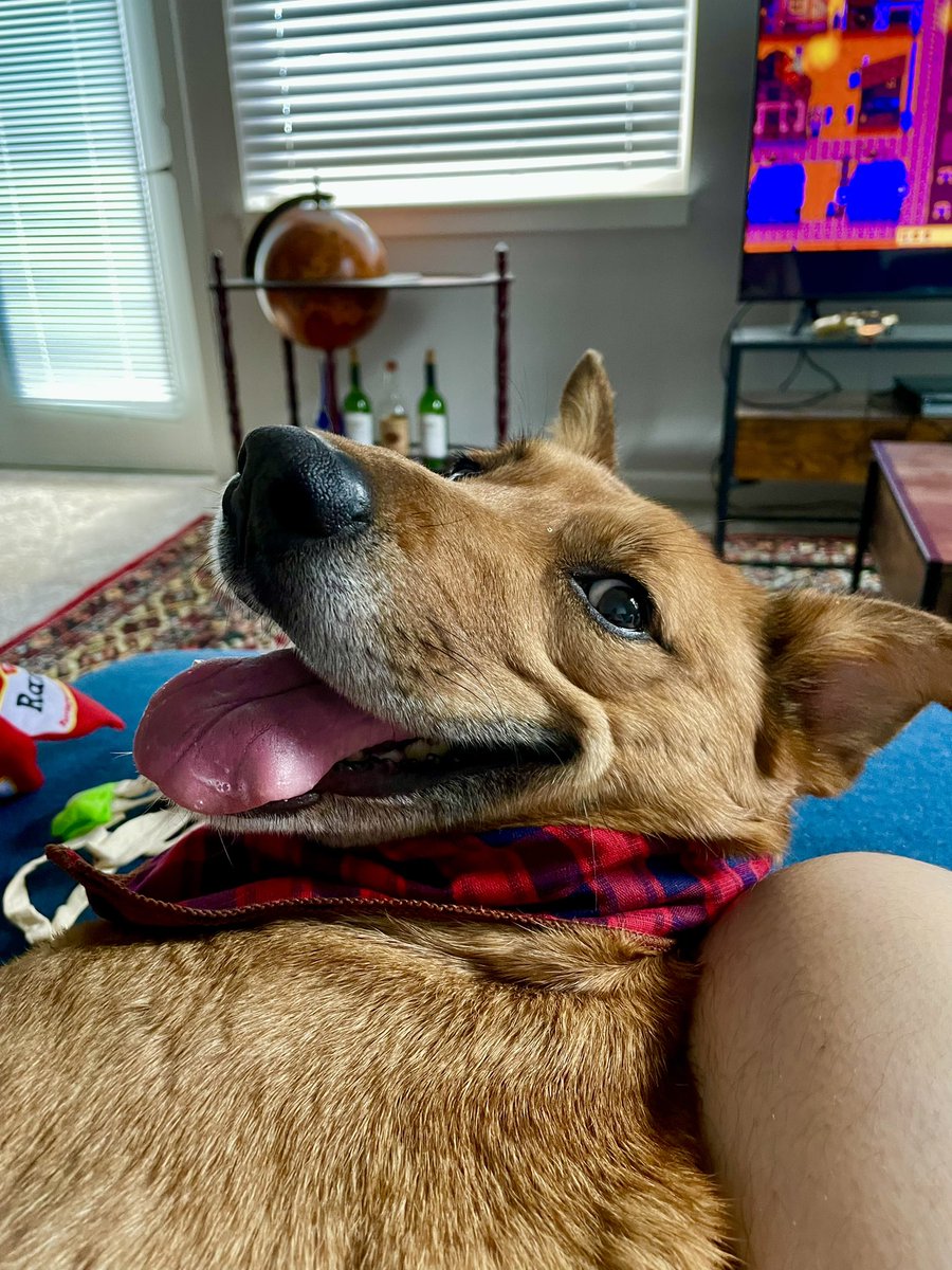 SuddenlySpoons's tweet photo. Adopted her last month. Her name is Daph, and this is her immediately after breaking the noodle toy I just got her. https://t.co/b95xlcUnop