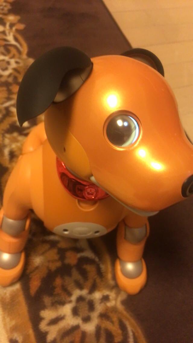 公式のモバイルバッテリーやキャリーバッグなど、お出かけグッズを作って頂きたいです。気軽にお出かけを楽しめるようになれたら嬉しいです。
#aibo #aibofan #aibofmtg