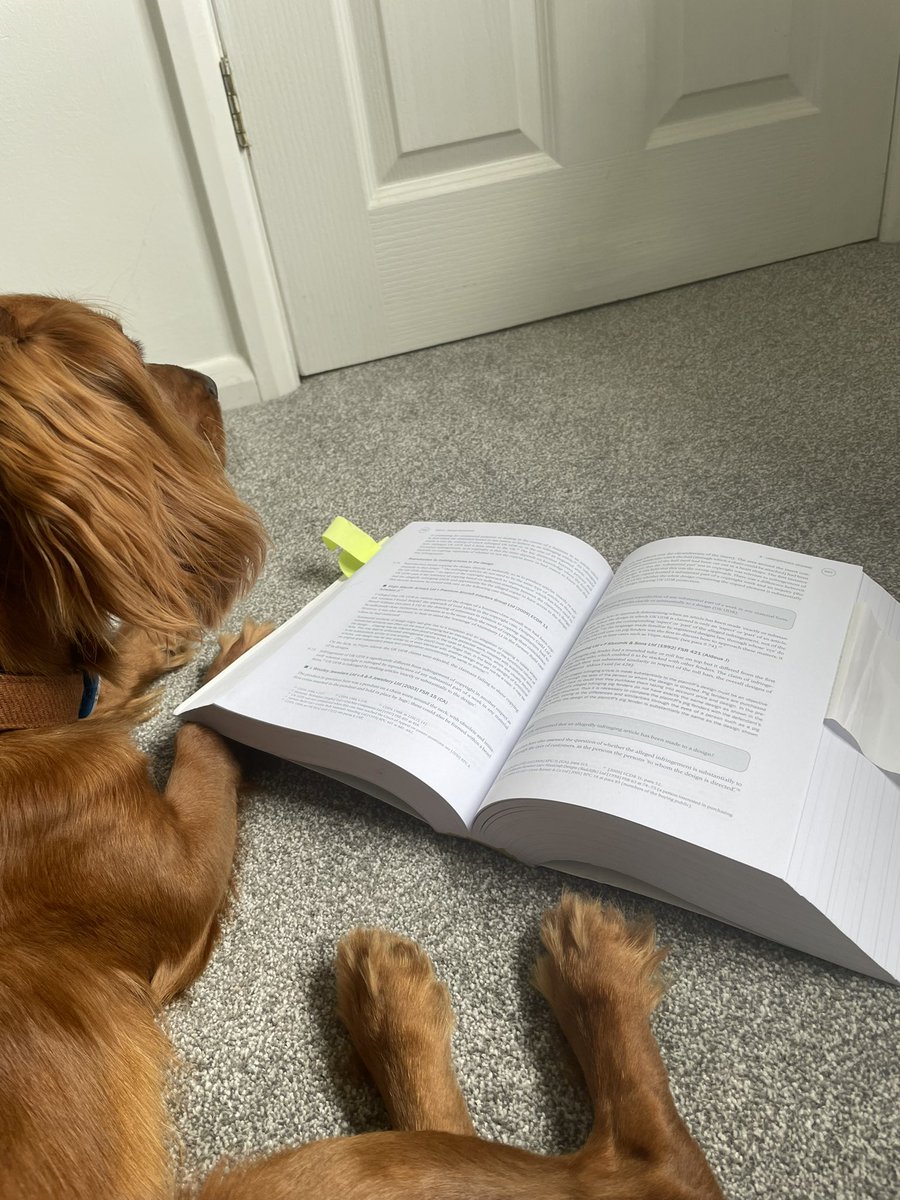 Our trusty office pooches are brushing up on their legal knowledge for #TakeYourDogToWorkDay