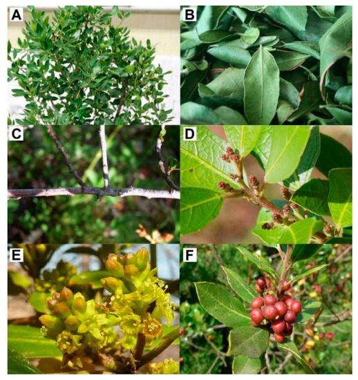 Encyclopedia_X's tweet photo. #Rhamnus species are considered as #medicinalplants. Indeed, these sources of natural compounds possess pharmacological activities, and are used to treat some symptoms and diseases.
Basic knowledge about "Rhamnus alaternus Plant" ๏ผ
๐ https://t.co/07CZ0dswZB
@antioxidants_OA https://t.co/lB87HUCJnA