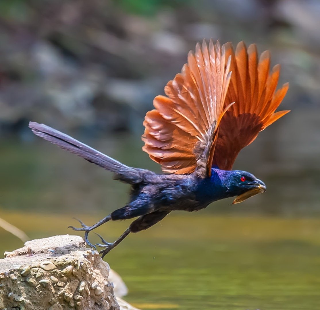 RT @lejinjin: Greater Coucal

#birds #nature #photos
#photooftheday
#naturephotography
#LovelyBirdsInChina https://t.co/IMRKVrJ8J8