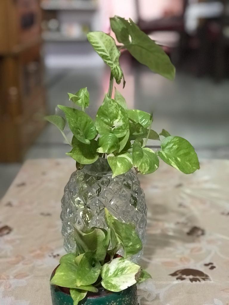Mudit Gupta (@guptamudit) on Twitter photo Inherited from my father, have developed this mini indoor & outdoor set-up - making it GREEN
they too need good care to grow :)
#PGFForEnvironment <a href="/PirojshaGodrejF/">Pirojsha Godrej Foundation</a> <a href="/nurserylive/">nurserylive</a>
#OnlyOneEarth Inherited from my father, have developed this mini indoor & outdoor set-up - making it GREEN
they too need good care to grow :)
#PGFForEnvironment <a href="/PirojshaGodrejF/">Pirojsha Godrej Foundation</a> <a href="/nurserylive/">nurserylive</a>
#OnlyOneEarth
