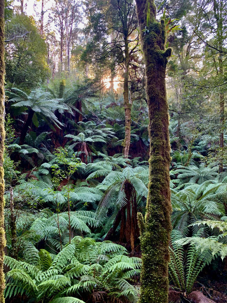 ninakillham's tweet image. Victorian forests are the most carbon rich in the world.   Logging dries them out and makes them more vulnerable to fire, destroys animal habitats and threatens our water supply. #stopnativeforestlogging #now They will not survive until 2030. @MaryAnneThomas @DanielAndrewsMP