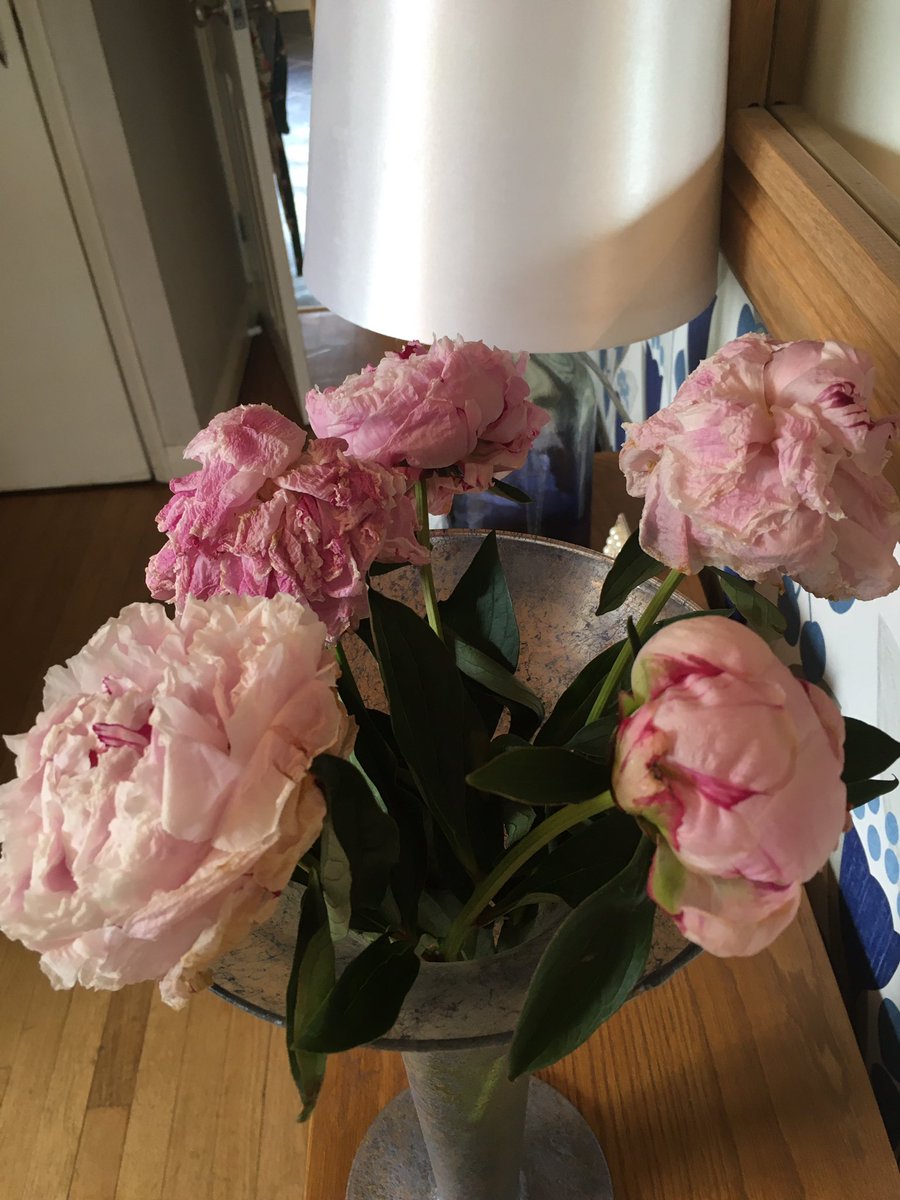 coleman_21's tweet photo. Very disappointed with the peonies bought at the weekend @marksandspencer
One opened immediately and died the next day one still hasn’t opened and others are brown . Did not flower together as a bouquet #notwhatiexpect https://t.co/yL5Fd4Uswy