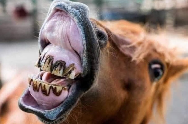 official_rawcas's tweet photo. @dino_melaye Agree insecurity na shit but why doing face like my dog 🐕 Nengi😭💔 https://t.co/5qYI743VSV