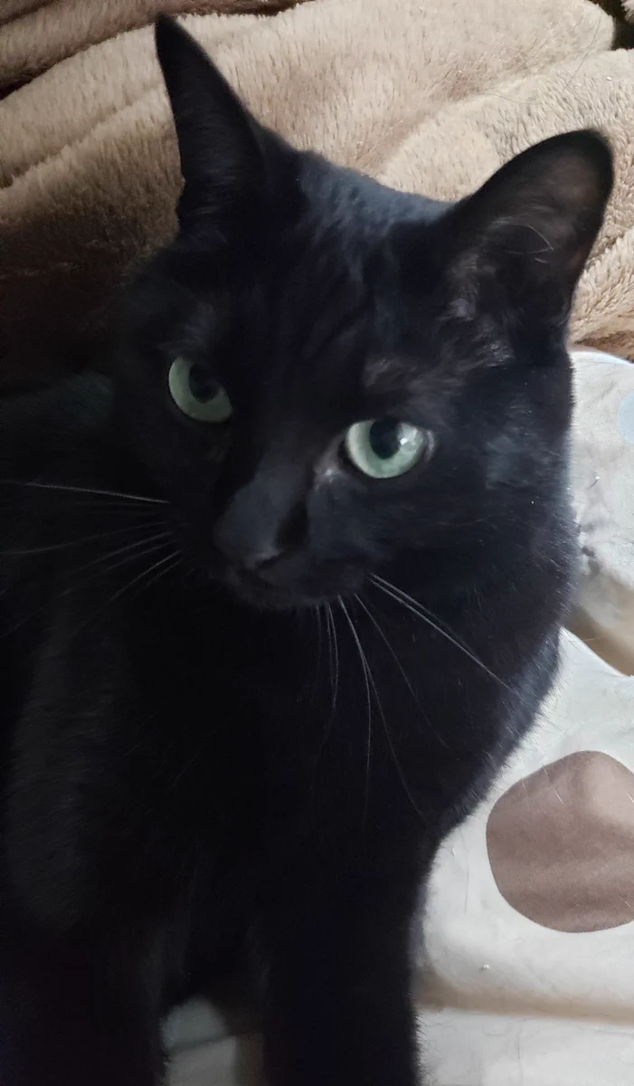 気を付けたい･･･！猫の熱中症についての注意喚起を投稿したツイートが話題に